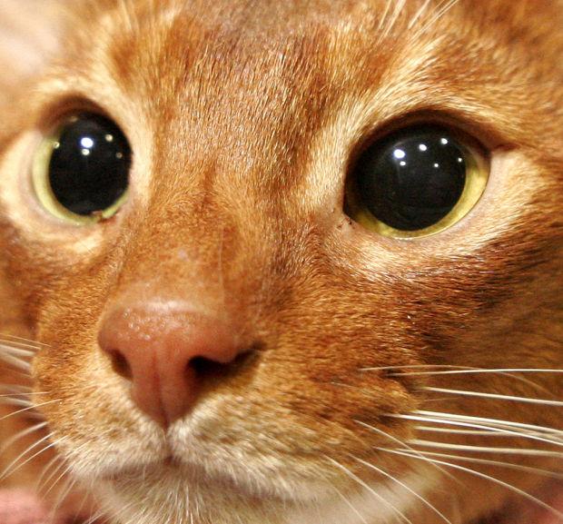 Cats Strut Their Stuff At Salem Show Local News Eagletribune Com