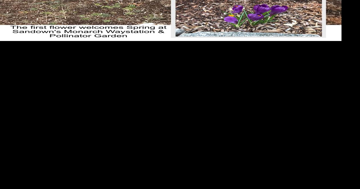 MINUTE Sandown Garden Club does cleanup News