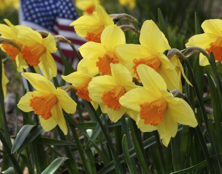 Highlighting Atkinson Town Blooms In Shades Of Yellow New