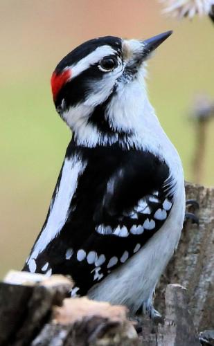 Downy woodpecker 2.jpg