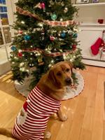 A paws-itively joyful season to you, yours - and your pets