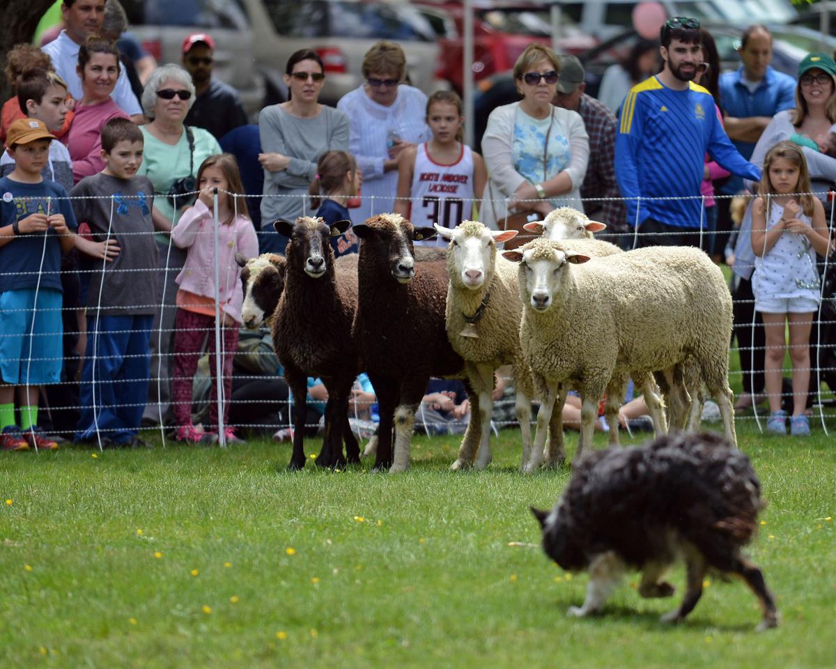 North Andover Sheep Shearing Festival Gallery