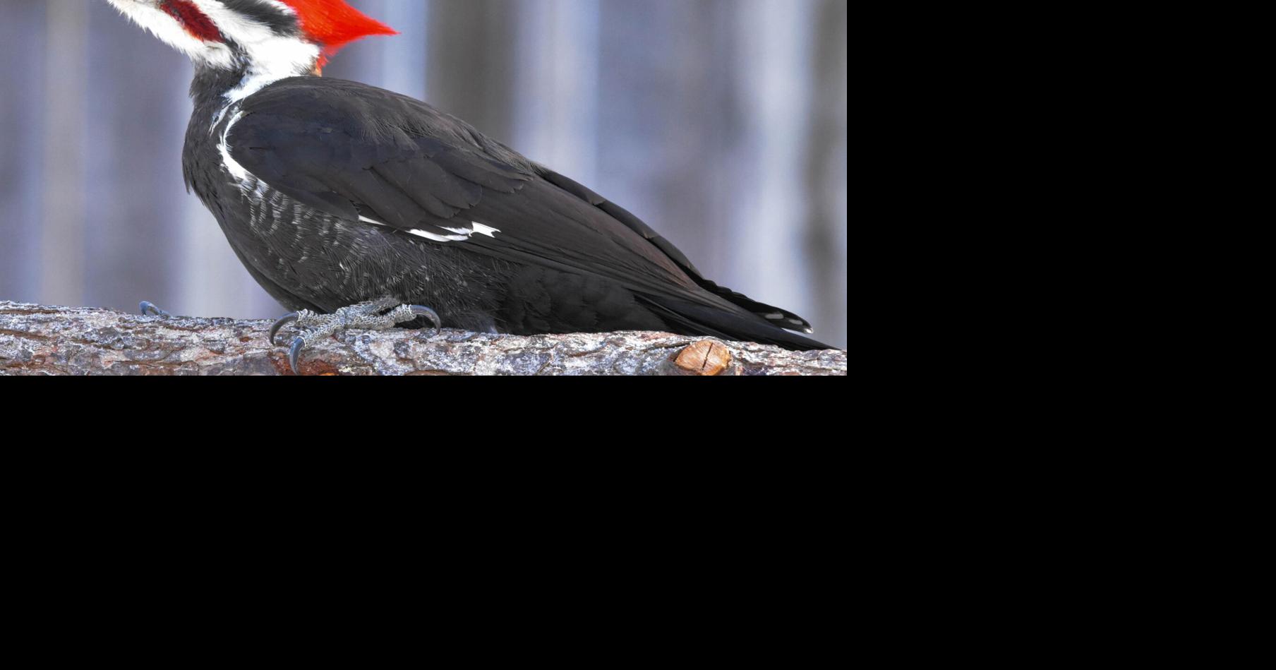 Bird'seye View Is that a woodpecker knocking at the door? Lifestyle