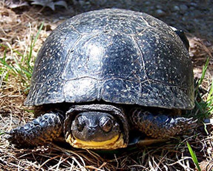 NH to start turtle study at Londonderry's Musquash | News ...