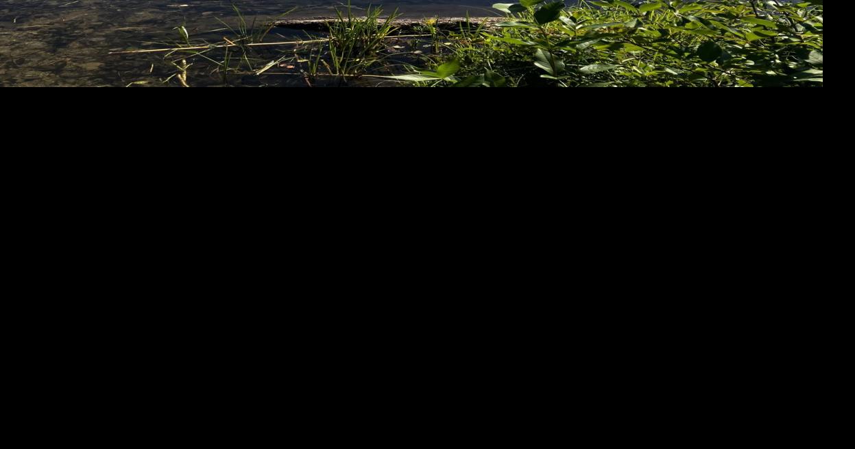 Weaving contemplation and meditation in the woods
