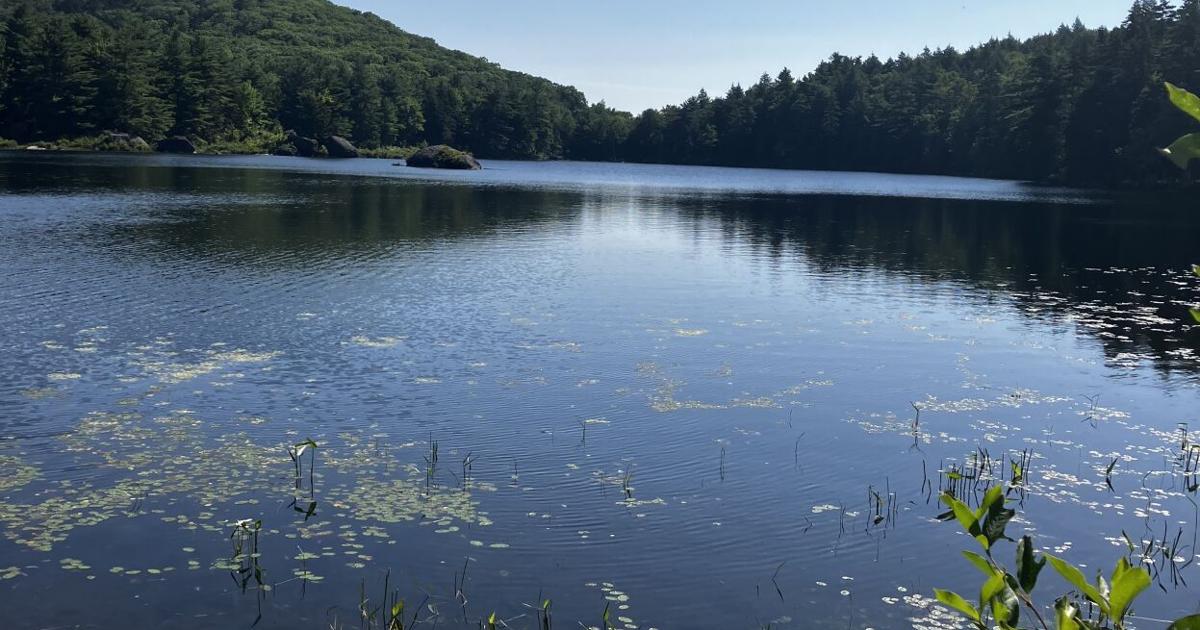 Weaving contemplation and meditation in the woods