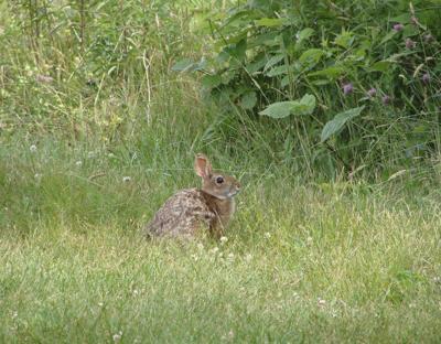 Nh Makes Plan To Protect Cottontails In Londonderry New Hampshire Eagletribune Com