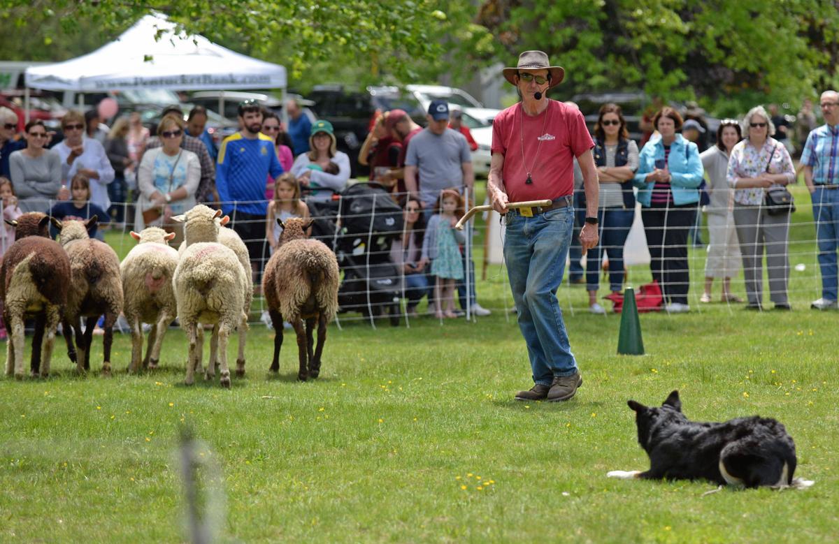 North Andover Sheep Shearing Festival Gallery