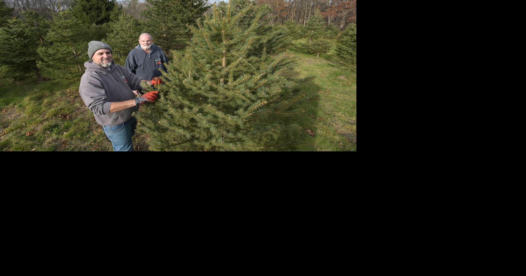 Conifers for Christmas Abandoned tree farm reborn in Haverhill