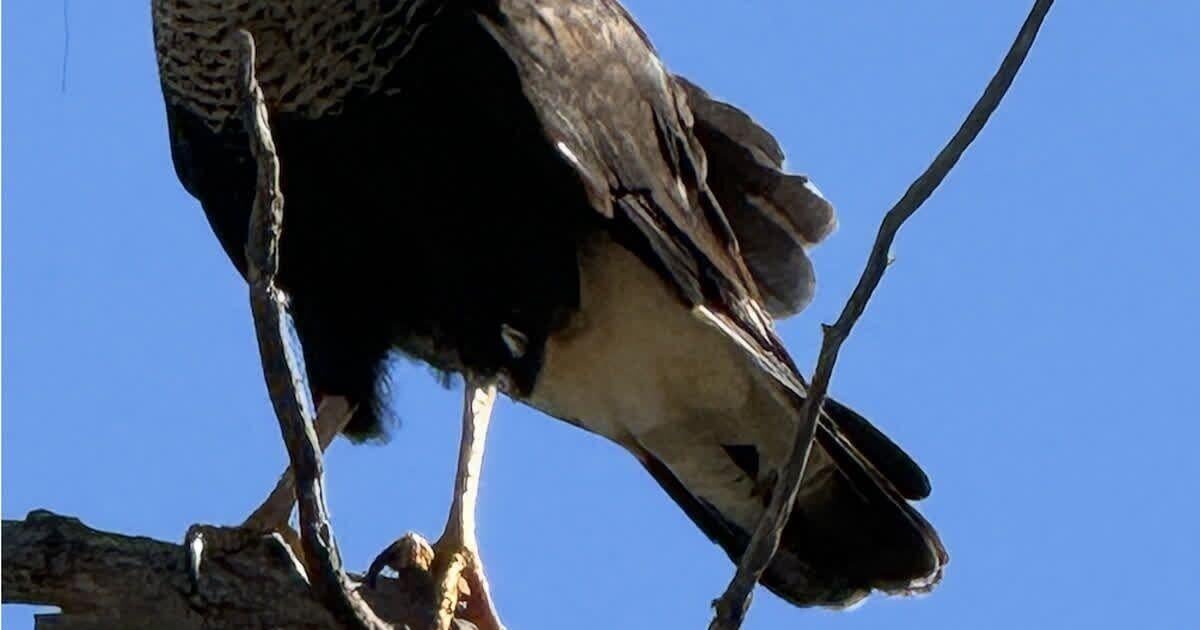 Words on Birds: Rare raptor returns to Newburyport