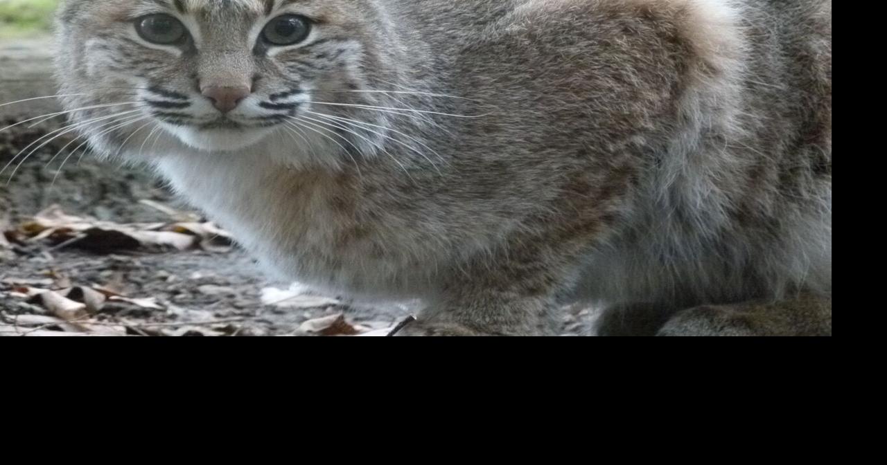 Property rights proposal would ease endangered species protections