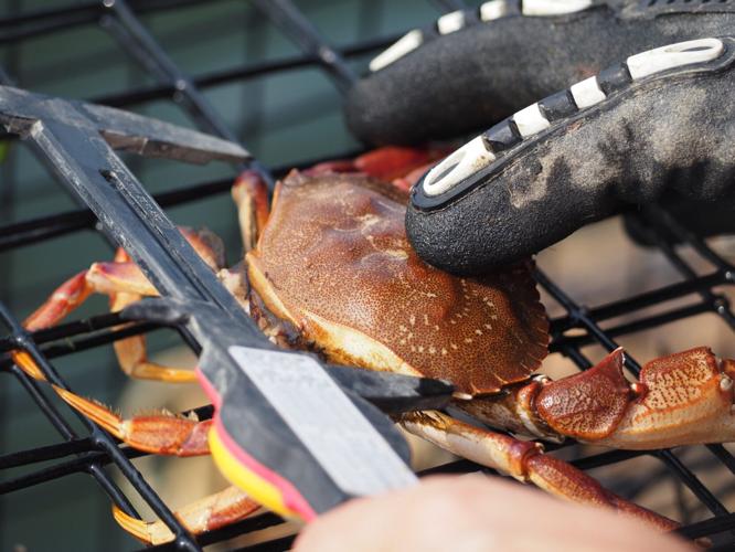 A researcher handles a native crab