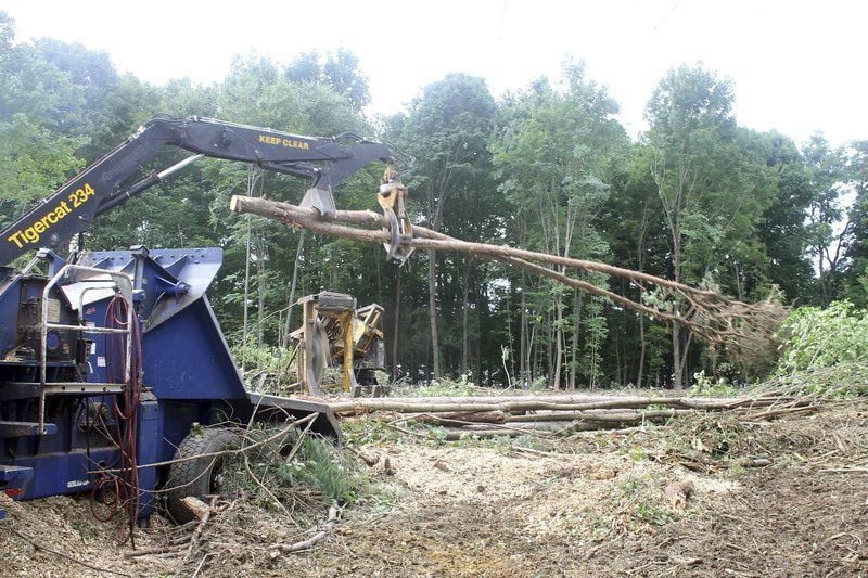 Major Tree Removal In Process At Winnekenni Park Haverhill