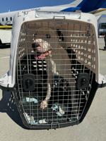Large rescue dogs heading to Nevins Farm