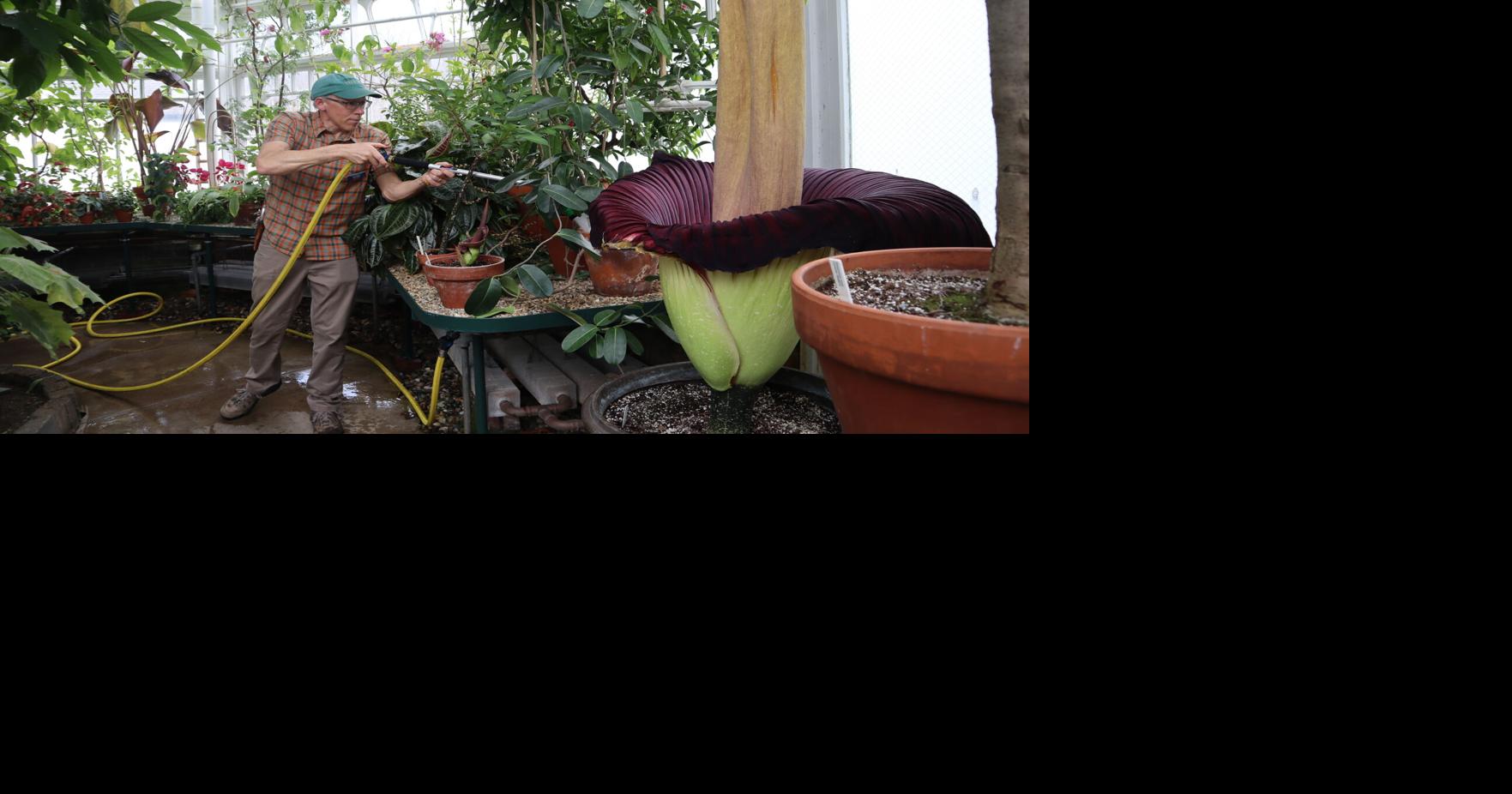 College's corpse flower blooms again, drawing crowds to its ‘rotting flesh’ stench