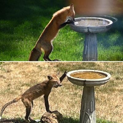 Healthy and sick foxes