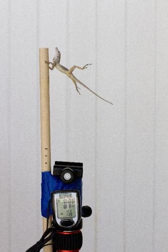 Researchers use 100 mph leaf blower to see how lizards endure