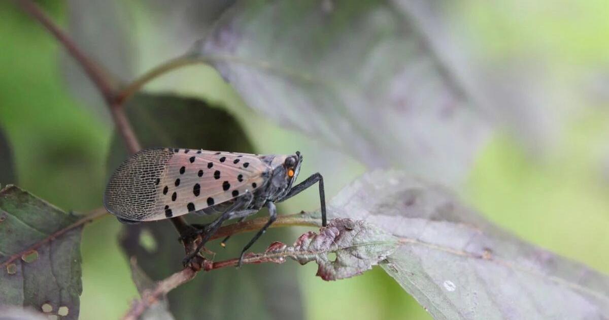 State investigating invasive spotted lanternfly in Salem