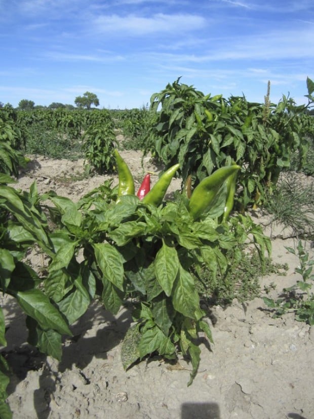 Pueblo's Chile Fest makes for a really hot time in the old town