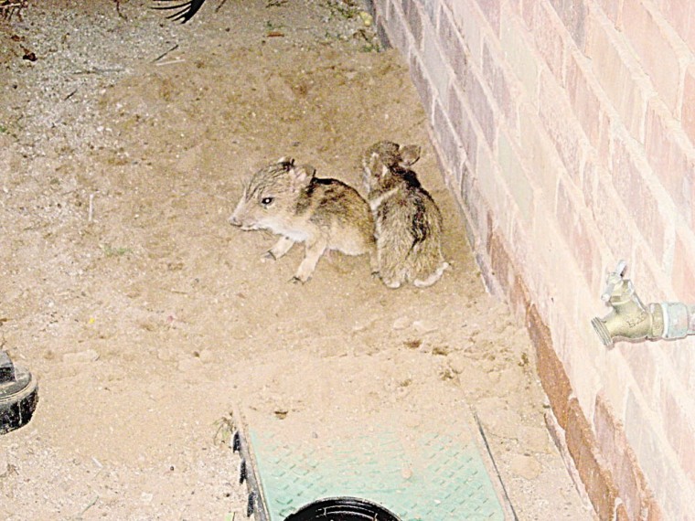 Javelinas Born On Local Family S Lawn Ahwatukee Foothills