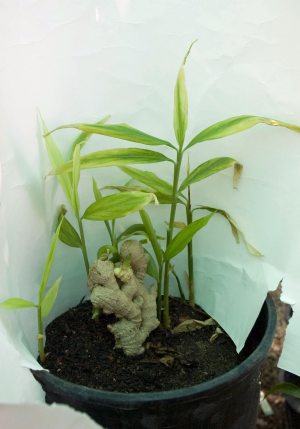 emerald plant 2-3 Ft. Emerald Green Arborvitae (Thuja Occidentalis) - 5 Gal main image 1
