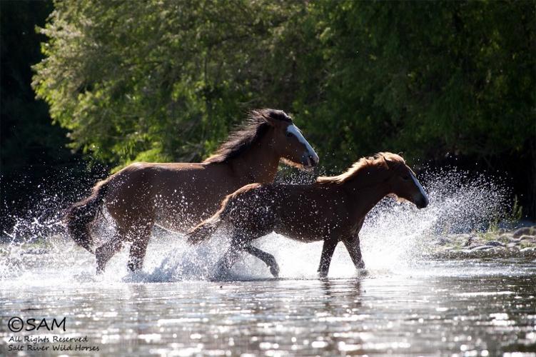 Advocates for Salt River horses fear round-up of herd