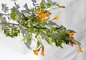 Plant of the week: Desert-adapted orange jubilee 