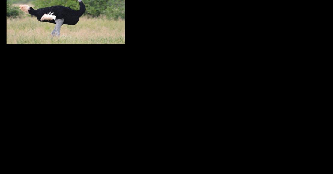 Bird supplier for Ostrich Fest has weathered hard times - Vimarsana News