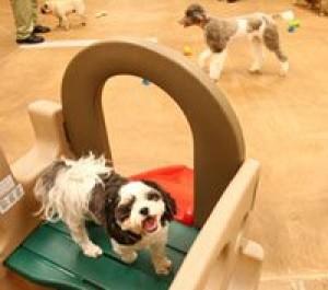 Petsmart Opens A Dog Cat Hotel With All The Amenities Get Out