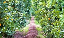 It S Key To Give Your Citrus Tree Some Tlc Get Out Eastvalleytribune Citrus Tree Some Tlc