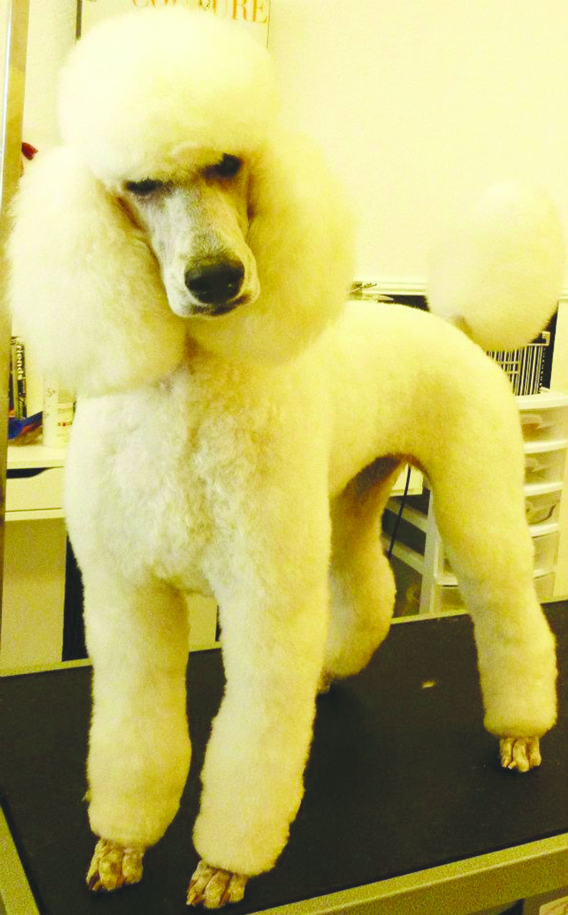 Best Pet Services: Fancy Furr n' Purr