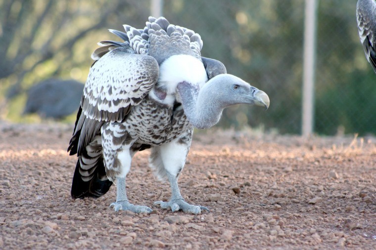 Learn to appreciate vultures during zoo event | Get Out