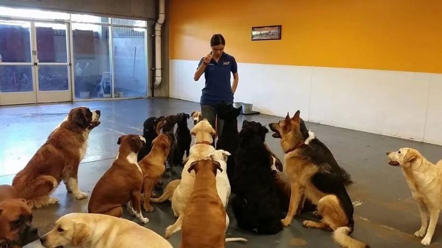 Best of Gilbert 2014 Pets