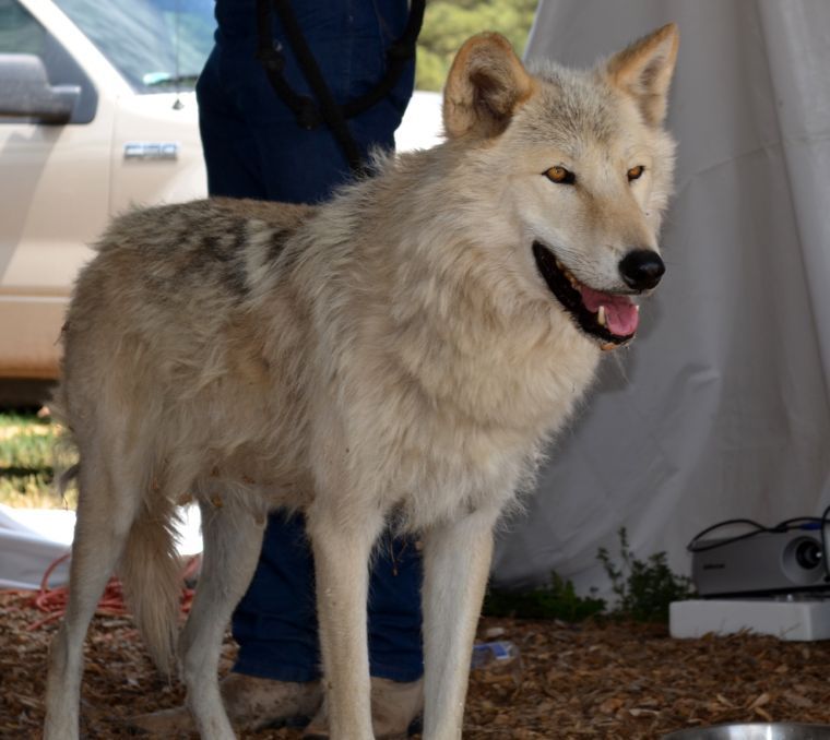 Worth The Trip Pinetop Lakeside Cordes Junction And Camp Verde Outdoors Eastvalleytribune Com