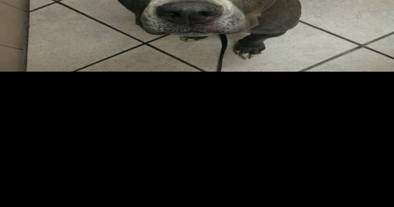 Two groups intercede for local dog in need of surgery | Mesa ...