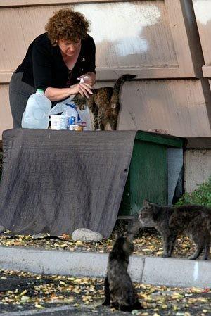 Volunteers Care For Scottsdale Feral Cats To Help Control Pests