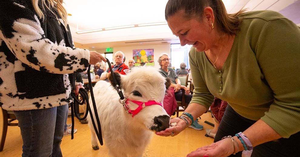 America’s first therapy cow visits Mesa seniors | News ...