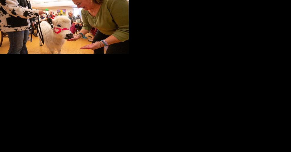 America's first therapy cow visits Mesa seniors | News - Vimarsana News