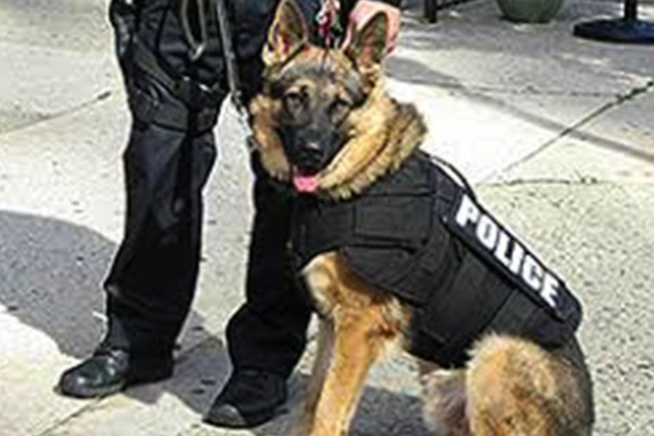 Fidos with badges to compete in Mesa - East Valley Tribune 1 Fidos with badges to compete in Mesa - East Valley Tribune 1