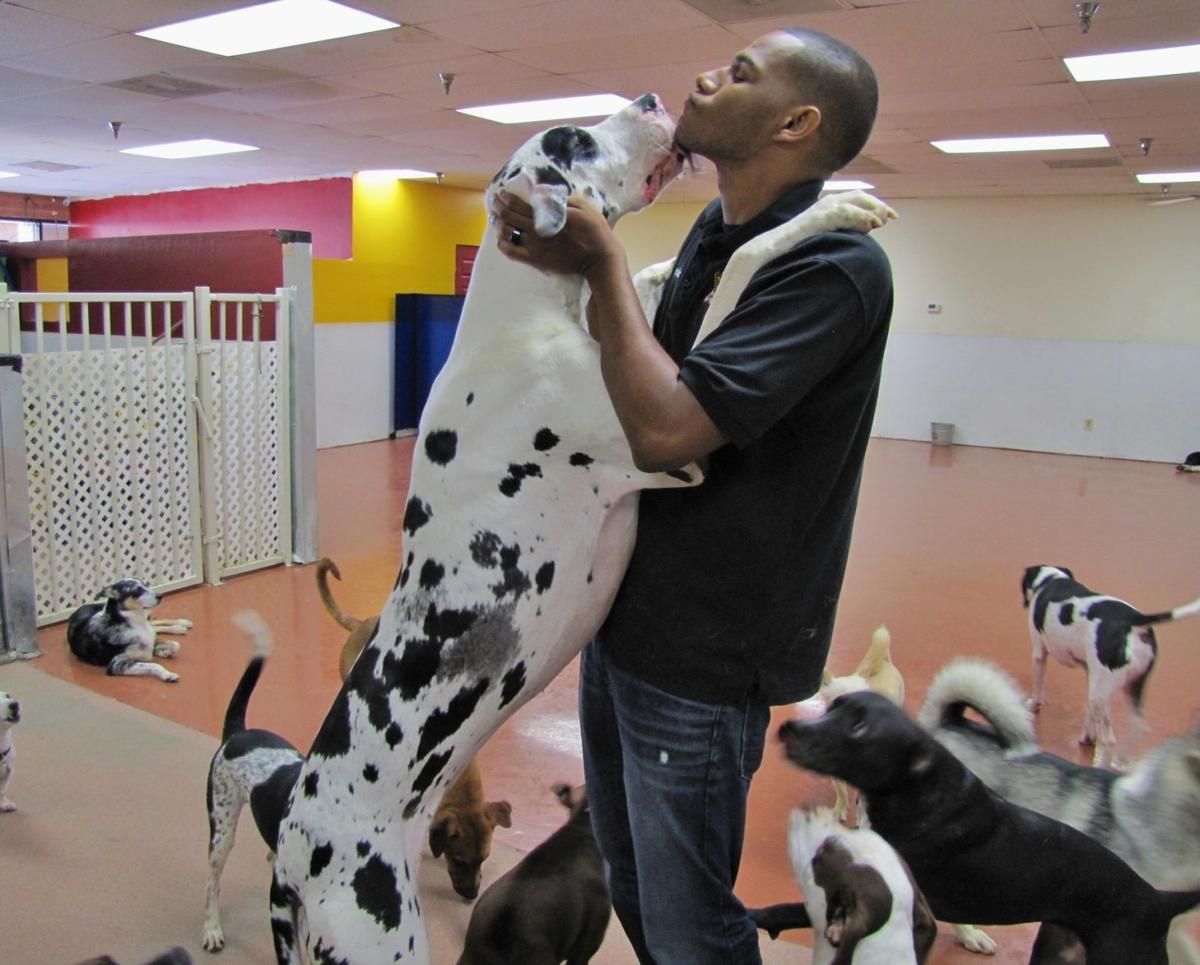 Best of Chandler 2014 Pet Services: Chandler Dogs 24/7