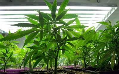U.S. issues new medical marijuana policy 