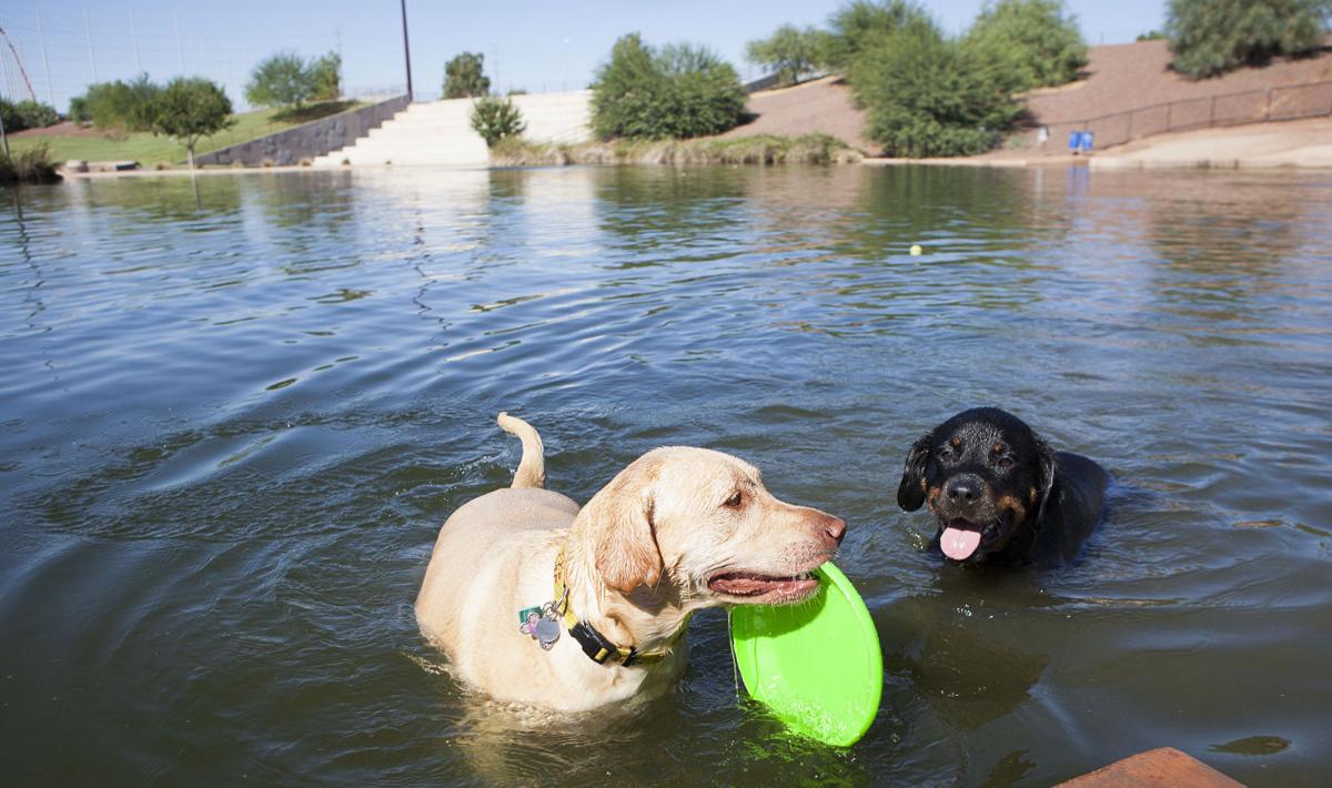 Work underway to make Gilbert’s Cosmo Dog Park more pet friendly