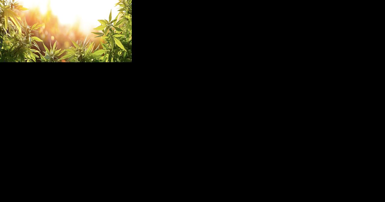 City aims to snuff out pot smoking in parks - Vimarsana News