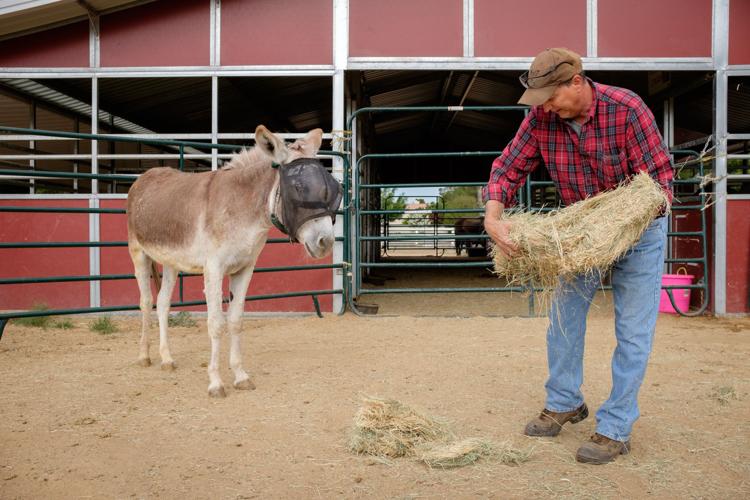 Ranch gives horses a second chance Arizona eastvalleytribune com