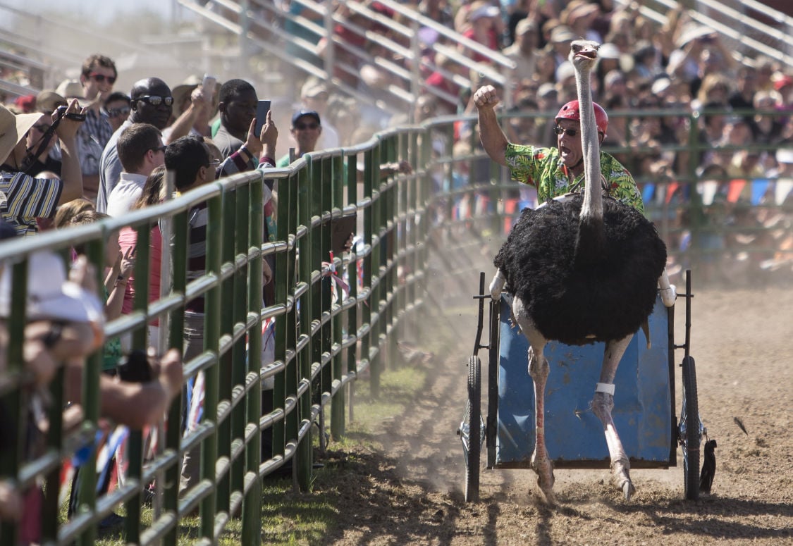 Photos The 27th Annual Ostrich Festival Get Out