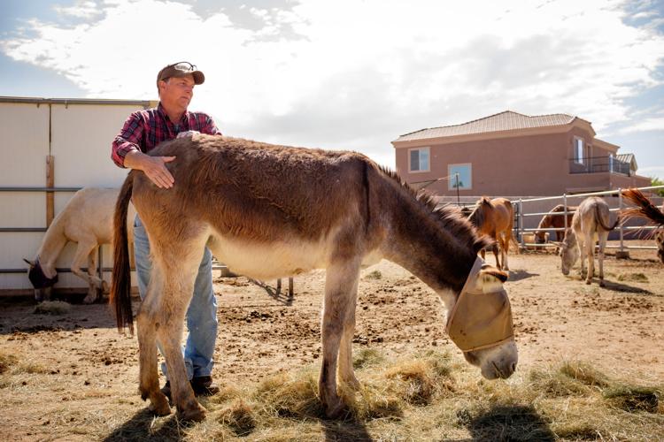 Ranch gives horses a second chance | Arizona | eastvalleytribune.com