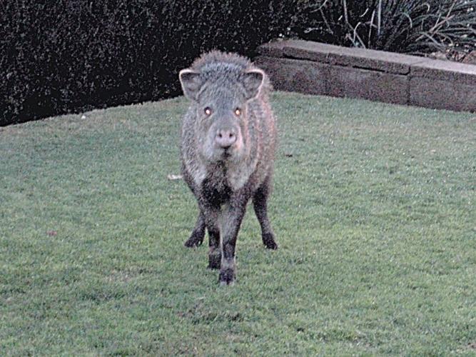 Javelinas born on local family’s lawn Ahwatukee Foothills
