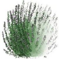 Plant of the week: Texas ranger (desert-adapted plant) | Get Out ...