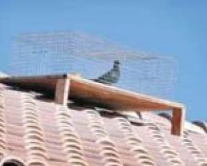 Owners Hit The Roof In Hoa Pigeon Dispute Chandler Eastvalleytribune Com