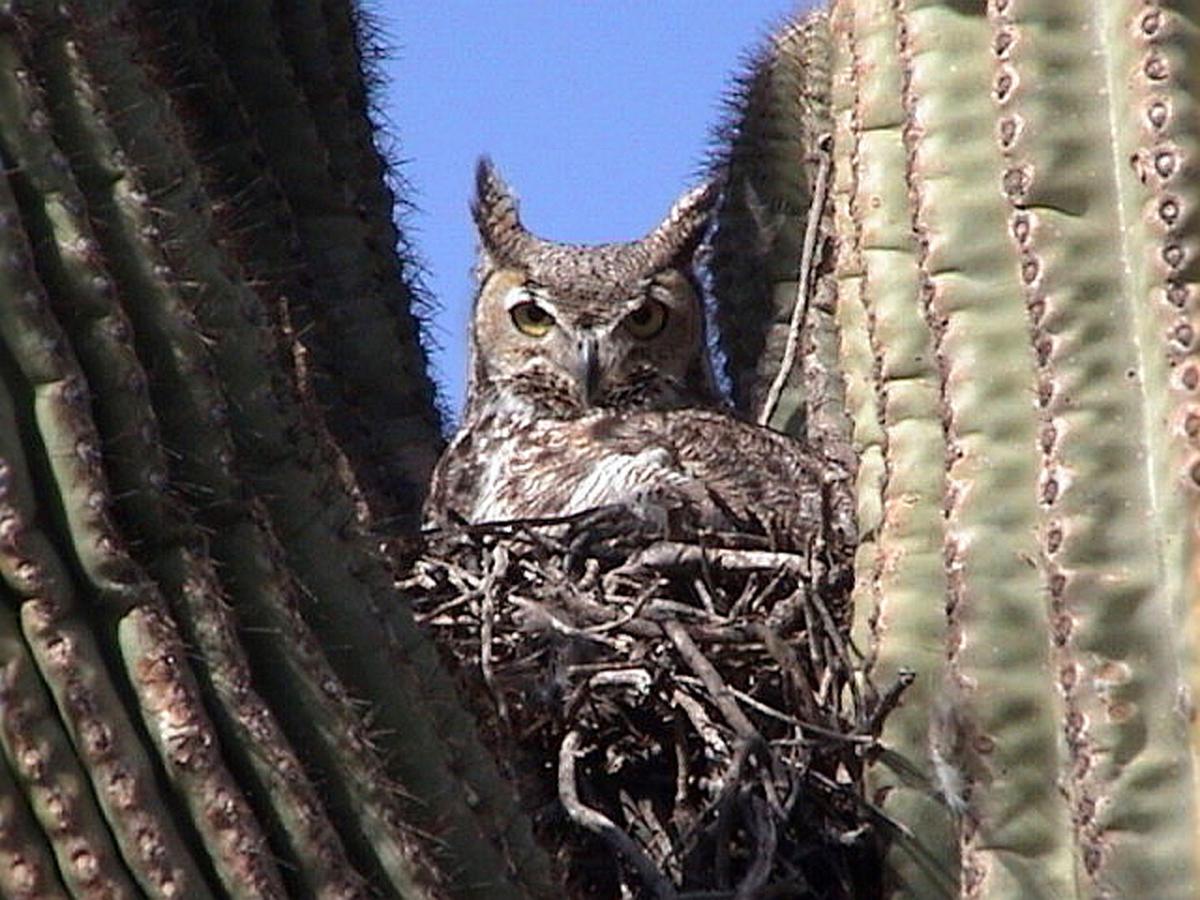 Summer A Good Time To Spy Owls Across Valley Our Community Eastvalleytribune Com